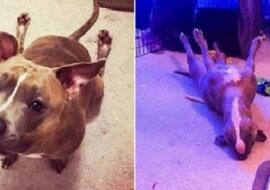 Chłopak zabrał pitbulla ze schroniska, a pies okazał się bardzo oryginalny