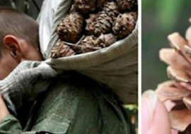 Mężczyzna, który przez całe lato zbierał szyszki, zaskoczył innych swoim talentem