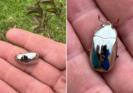 Mężczyzna myślał, że znalazł w trawie kawałek metalu - okazało się, że to był chrząszcz