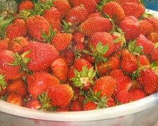 Pierwszy zbiór truskawek jest duży, a następnie rosną małe jagody. Pokażę, jak tego uniknąć