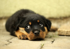 Urodzeni psychologowie: nowe odkrycie dotyczące psów