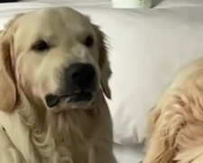 Szkolenie psa przed lustrem zostało nagrane na wideo