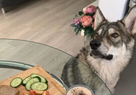 Dziewczyna oswoiła wilczątko, którego porzuciła jego matka