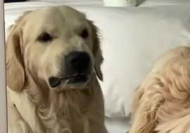 Szkolenie psa przed lustrem zostało nagrane na wideo