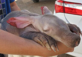 Kierowca ciężarówki znalazł z pustyni uroczego „kosmitę”