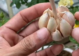 2 ząbki czosnku, a róże będą kwitły i bujnie rosły