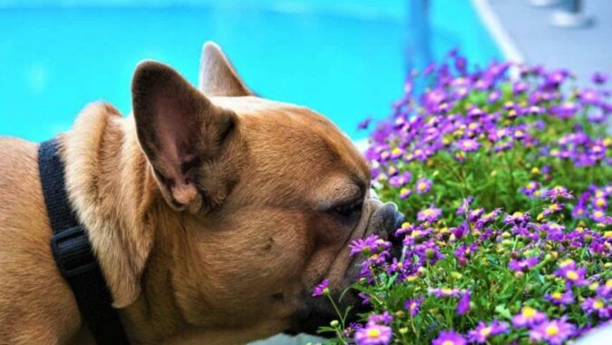 Zapach szczęścia: 5 zapachów, które wróżą szczęście