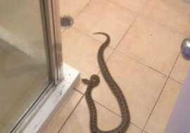 Dlaczego nie warto jechać do Australii, jeśli masz ofidiofobię