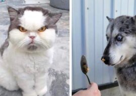 Zwierzęta, które są bardziej emocjonalne niż niektórzy ludzie