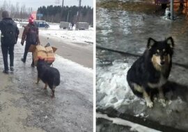 Historia porzuconego collie, który błąkał się za ludźmi błagając o miłość