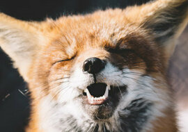 Można to oglądać bez końca: lis śmieje się jak małe dziecko