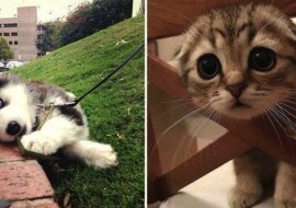 Urocze zwierzęta, które poprawią Ci humor na cały dzień