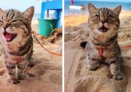 Kot, który pierwszy raz trafił na plażę. Zdjęcia
