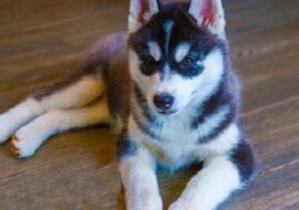 Znajomi upewniali mężczyznę, który chciał kupić szczeniaka, że husky nie urośnie duży, ponieważ jego rodzice nie byli czystej rasy