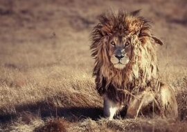 Lew się smuci: nie ma nikogo, kto by mu wyszczotkował grzywę