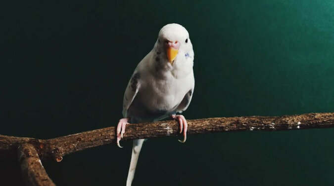 Pierzasta karuzela: papugi latały pod sufitem, nie trzepocząc skrzydłami ani razu. Wideo