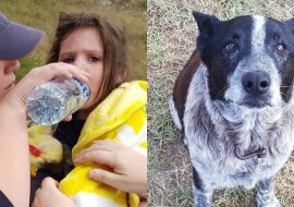 Stary i ślepy pies pilnował zaginioną dziewczynkę przez 17 godzin