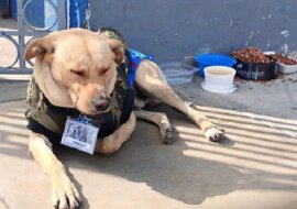 Oddany pies nie odchodził od budynku szpitala przez kilka dni, chciał zaczekać na właściciela