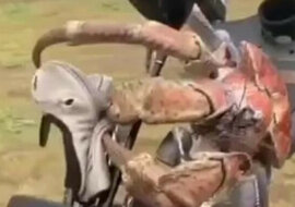 Gigantyczny krab złamał kij golfowy jak zwykły patyk