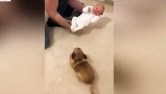 Pokazali swojego nowo narodzonego synka swojemu psu. Jego reakcja jest po prostu fantastyczna