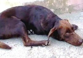 Bezpański pies leży każdego dnia w tym samym miejscu i czeka na adopcję