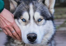 Niesamowicie piękny pies sam przyszedł do schroniska