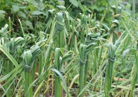 Dlaczego należy wiązać liście czosnku w supeł? Zobacz