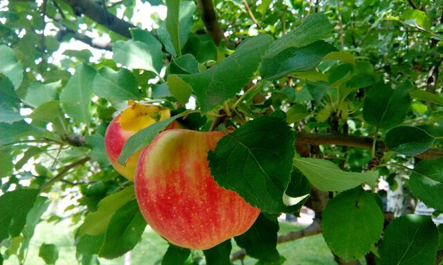 Co bedzie jezeli codziennie jeść jedno jabłko? 6 zmian, jakie zajdą w twoim ciele