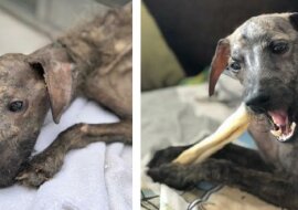 Nikt nie chciał mu pomóc gdy bezdomny pies konał na ulicy ale jedna dziewczyna zmieniła wszystko