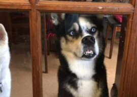 Głodny pies liże szklane drzwi - stał się bohaterem memów