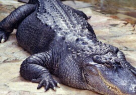 Dymił się, ale żuł: surowy aligator złapał dron podczas filmowania