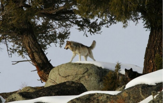 Jak 14 wilków zmieniło Park Narodowy Yellowstone