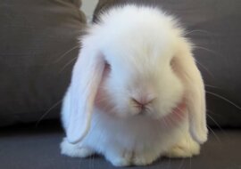 Króliki są urocze, nawet jeśli nic nie robią. A wtedy, gdy się umywają, zamieniają się w śliczne laleczki