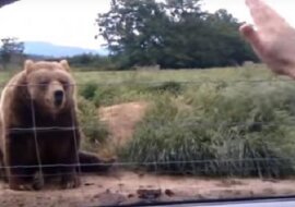 Kobieta pomachała z samochodu do niedźwiedzia, zobacz jego nieoczekiwaną reakcję sekundę później