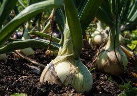 Sekrety ogromnej cebuli: pielęgnacja w lipcu kiedy rośliny zaczynają krzepnąć