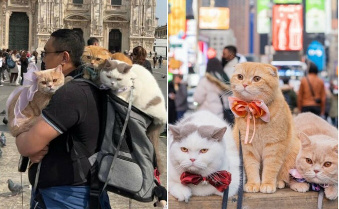 Małżonkowie zabierają ze sobą na wszystkie wyjazdy trzy koty