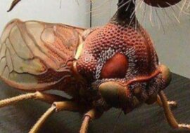 Owad, który uosabia najbardziej wyszukane fantazje natury