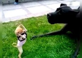 Mały chihuahua „zaatakował” ogromnego psa. Chodzi o to, że bitwa była nierówna