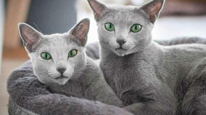 Dwie niewiarygodnie piękne kotki zakochują w sobie spojrzeniem swoich szmaragdowych oczu