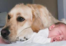 Bardzo urocza przyjaźń: golden retriever opiekuje się dzieckiem od urodzenia