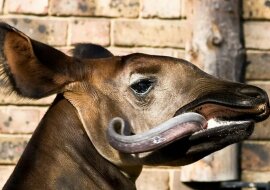 Najbardziej gadatliwy znak zodiaku