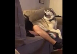Husky ukazuje zazdrość, kiedy właściciel głaszcze kota - niesamowite wideo