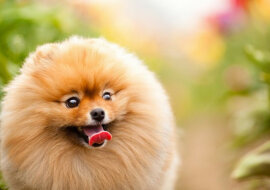 W USA urodził się szczeniak z sześcioma łapami. Zdjęcia