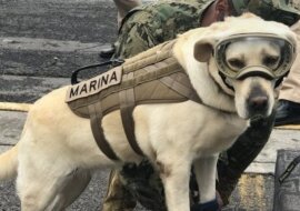 Najfajniejszy pies ratownik Meksyku uratował już pięćdziesiąt osób w ciągu krótkiego początku swojej kariery