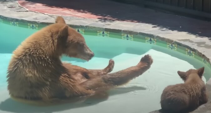 Niedźwiedzica przychodzi do basenu ze swoim młodym