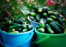 Nawożenie cukrowe dla ogórków, dzięki któremu zawsze otrzymuję bogate zbiory