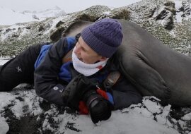 Dziewczyna chciała zrobić zdjęcie słoniom morskim, a one nagle zaczęły się do niej przytulać