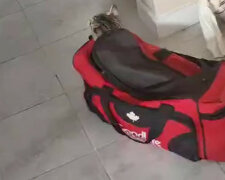 Zabrał najważniejsze: kot uwielbia bawić się w chowanego - wychodzi zabawne wideo
