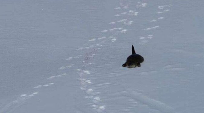 Śmieszna wydra zjeżdża ze zjeżdżalni: wideo na poprawę nastroju