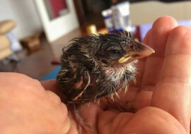 Dziewczyna podniosła chorego wróbla i pomogła mu